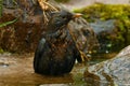 Blackbird, Turdus merula female Royalty Free Stock Photo