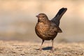 Blackbird Turdus merula female Royalty Free Stock Photo