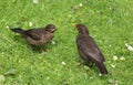Blackbird, turdus merula, with fledgeling on lawn