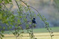 Blackbird in a Hawthorn tree eating berries Royalty Free Stock Photo