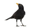 Blackbird Turdus merula , isolated Royalty Free Stock Photo