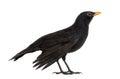 Blackbird Turdus merula , isolated Royalty Free Stock Photo