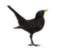 Blackbird Turdus merula , isolated Royalty Free Stock Photo