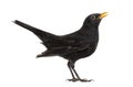 Blackbird Turdus merula , isolated Royalty Free Stock Photo