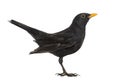 Blackbird Turdus merula , isolated