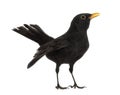 Blackbird Turdus merula , isolated Royalty Free Stock Photo