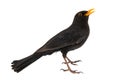 Blackbird, Turdus merula, isolated on white background Royalty Free Stock Photo