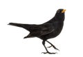 Blackbird Turdus merula looking up , isolated Royalty Free Stock Photo