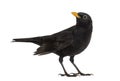 Blackbird Turdus merula looking up , isolated Royalty Free Stock Photo