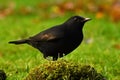 Blackbird, Turdus merula male Royalty Free Stock Photo