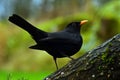 Blackbird, Turdus merula male Royalty Free Stock Photo