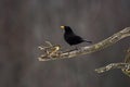 Blackbird Turdus merula male sitting on an old branch Royalty Free Stock Photo