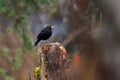 Blackbird Turdus merula male, sitting on stump Royalty Free Stock Photo