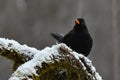 Blackbird Turdus merula male, sitting on a snow cover branch Royalty Free Stock Photo