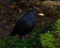 Blackbird, Turdus merula male Royalty Free Stock Photo