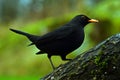 Blackbird, Turdus merula male Royalty Free Stock Photo