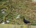 Blackbird Turdus merula perched on a wooden fence