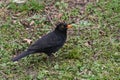 Blackbird / Turdus merula portrait, hunting for insects and worms