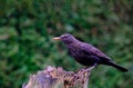 Blackbird turdus merula in the rain.