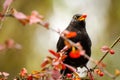 Blackbird Turdus merula with a red berry in his beak Royalty Free Stock Photo