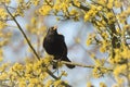 Blackbird (turdus merula) singing in a tree