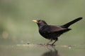 Blackbird, Turdus merula, Royalty Free Stock Photo