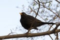 Blackbird (Turdus merula) sitting on a branch