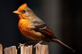 Blackbird Turdus merula, a songbird belonging to Turdidae family