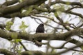 Blackbird Turdus merula Royalty Free Stock Photo