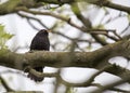 Blackbird Turdus merula Royalty Free Stock Photo