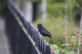 Blackbird Turdus merula Royalty Free Stock Photo