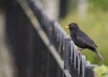 Blackbird Turdus merula Royalty Free Stock Photo