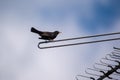 Blackbird On TV Antenna