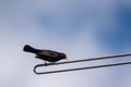 Blackbird on TV antenna Royalty Free Stock Photo