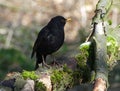 Blackbird in upright pose on dry stone wall