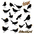 Blackbird vector illustration style Flat set