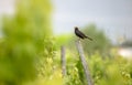 Blackbird in vineyard