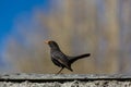 Blackbird on wall.