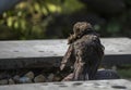 Blackbird washes itself in the garden Royalty Free Stock Photo