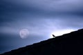 A blackbird watches the moon