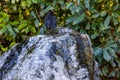 Blackbird on a water stone frozen over with ice in the garden in winter Royalty Free Stock Photo