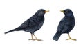 Blackbird watercolor illustration set. Realistic turdus merula bird image. Blackbird wildlife European common avian