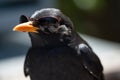 A blackbird wearing sunglasses created with generative AI technology