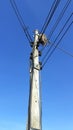 A blackbird, a wild animal, builds nests on the wires, of high voltage poles in rural roads in Thailand Royalty Free Stock Photo