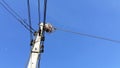 A blackbird, a wild animal, builds nests on the wires, of high voltage poles in rural roads in Thailand Royalty Free Stock Photo