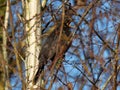 Blackbird in winter tree blue sky cries Royalty Free Stock Photo