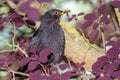 Blackbird With A Worm In The Beak