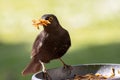 Blackbird with worm by feeding in the garden Royalty Free Stock Photo