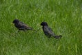 blackbirds Royalty Free Stock Photo