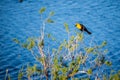 A Yellow Headed Blackbird in Yuma, Arizona Royalty Free Stock Photo